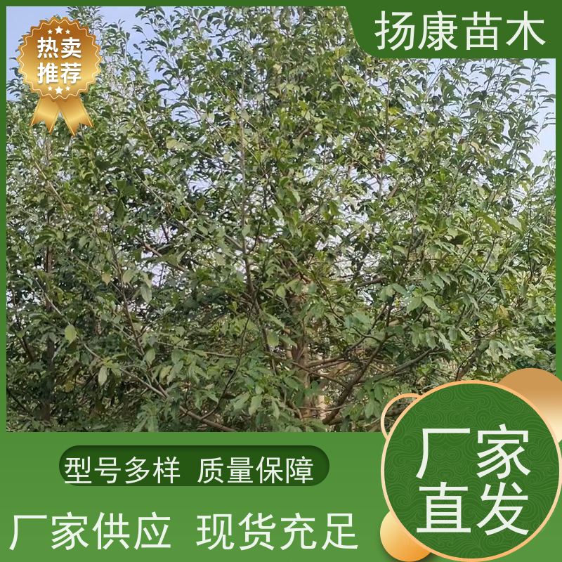 20公分乐昌含笑 园林景区栽植 精致美丽 苗木批发