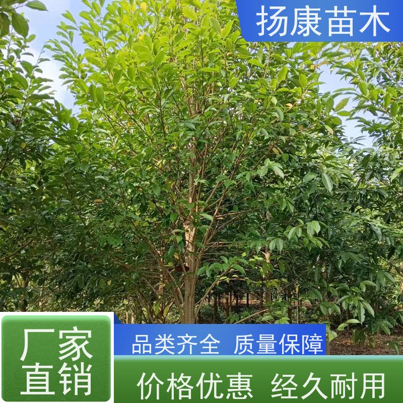 35公分乐昌含笑 竖形常绿灌木绿植适用于园林绿化 现挖现卖