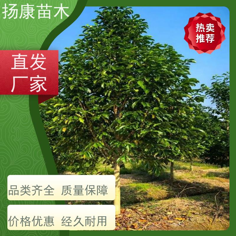 35公分乐昌含笑 竖形常绿灌木绿植适用于园林绿化 种植基地