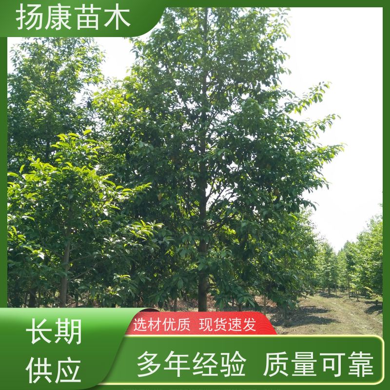 13公分乐昌含笑 行道树系列树种养护 高成活率