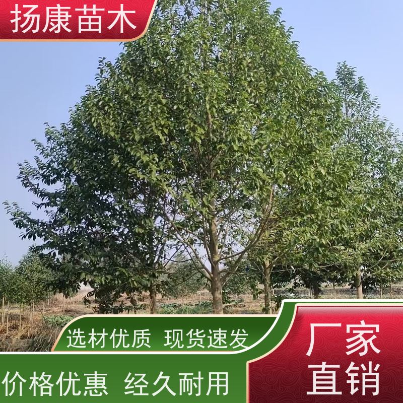 20公分乐昌含笑 园林景区栽植 精致美丽 种植基地