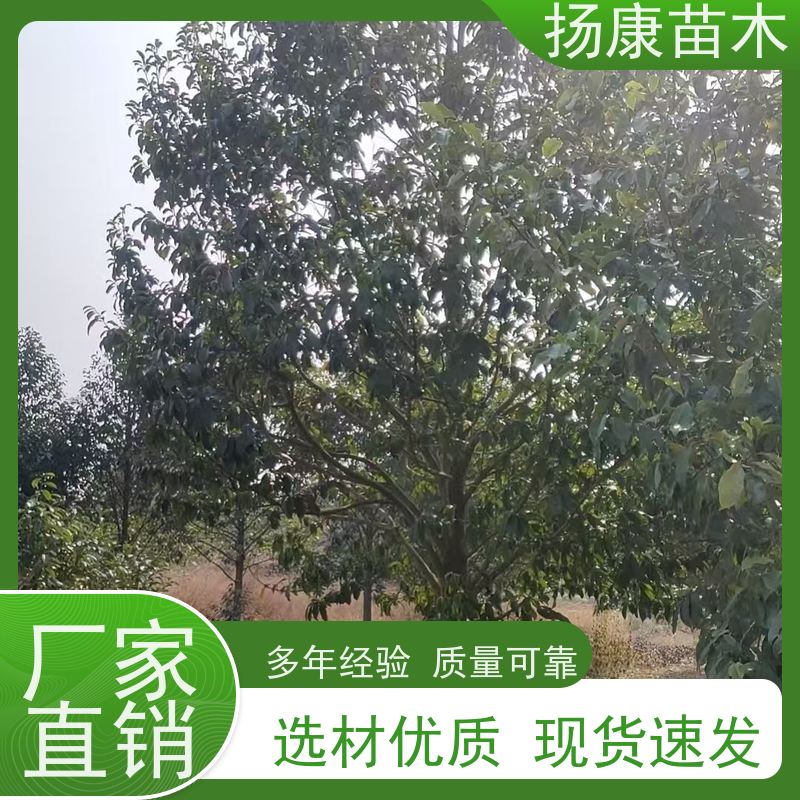 30公分乐昌含笑 园林庭院造景植物 适用性强 种植基地