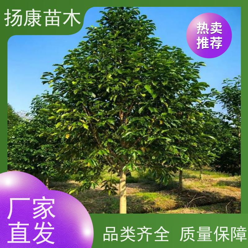 25公分乐昌含笑 园林庭院造景植物 适用性强 源头厂家