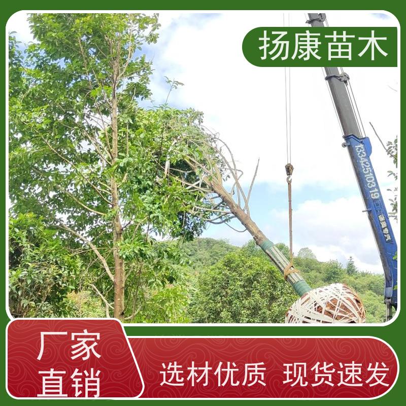 18公分乐昌含笑 园林景区栽植 精致美丽 大量供应