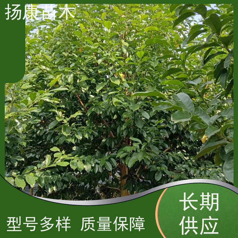 13公分乐昌含笑 行道树系列树种养护 树形优美 培育基地