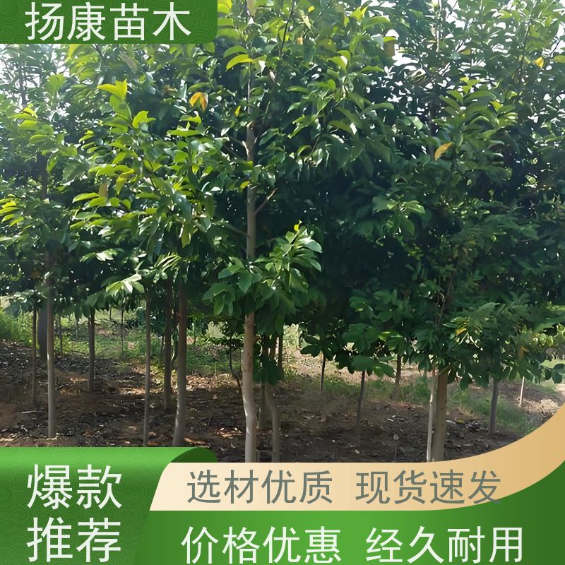 12公分乐昌含笑 枝叶繁茂 四季常青行道树 基地直供 