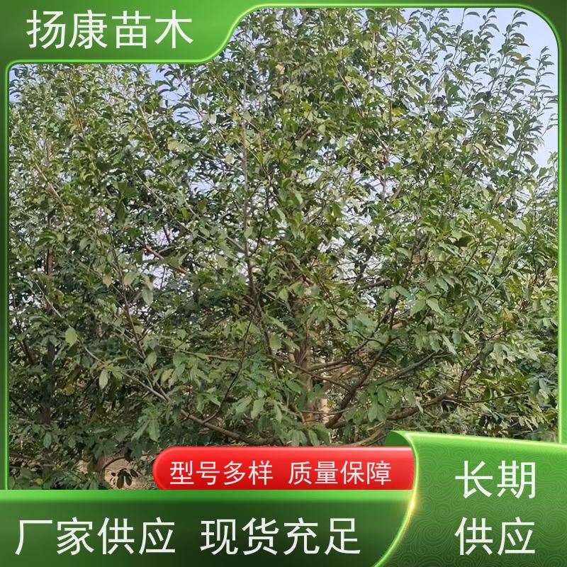 9公分乐昌含笑 枝叶繁茂 四季常青行道树 源头厂家