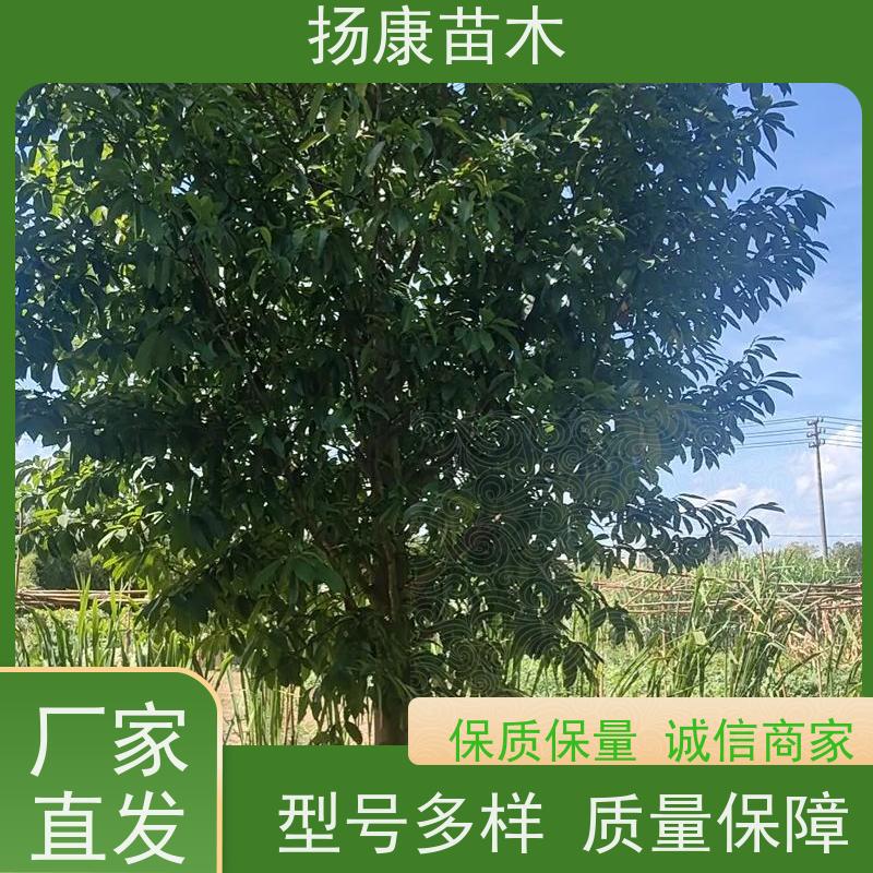 18公分乐昌含笑 园林景区栽植 精致美丽 种植基地