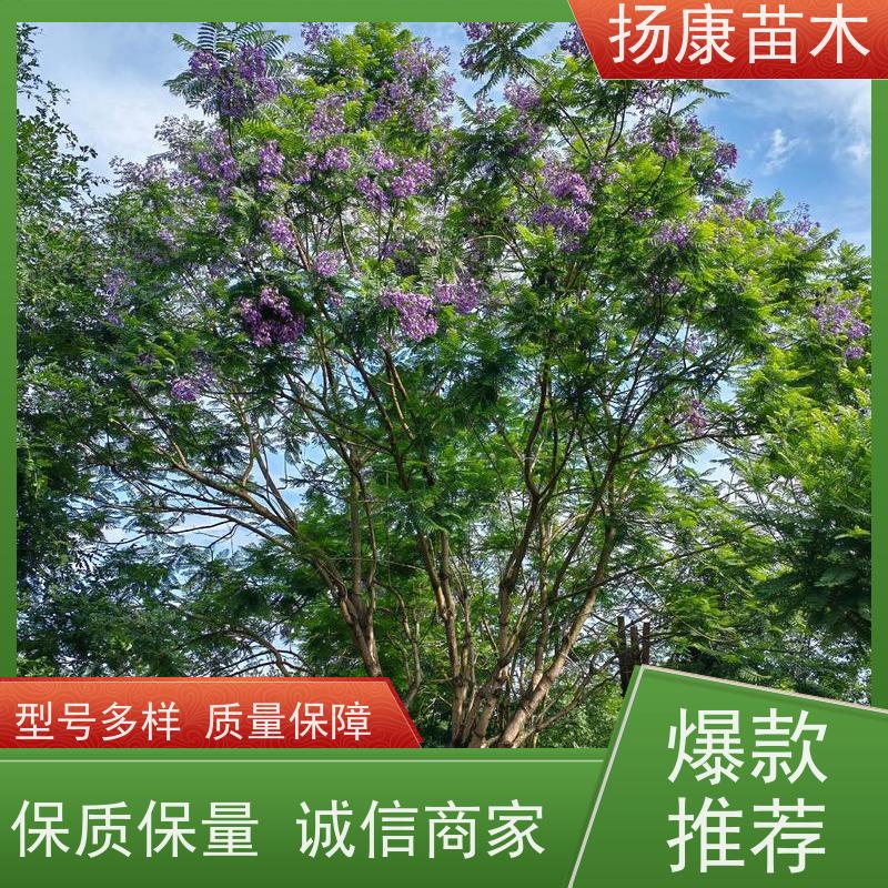 15公分乐昌含笑 园林庭院造景植物 适用性强 种类齐全