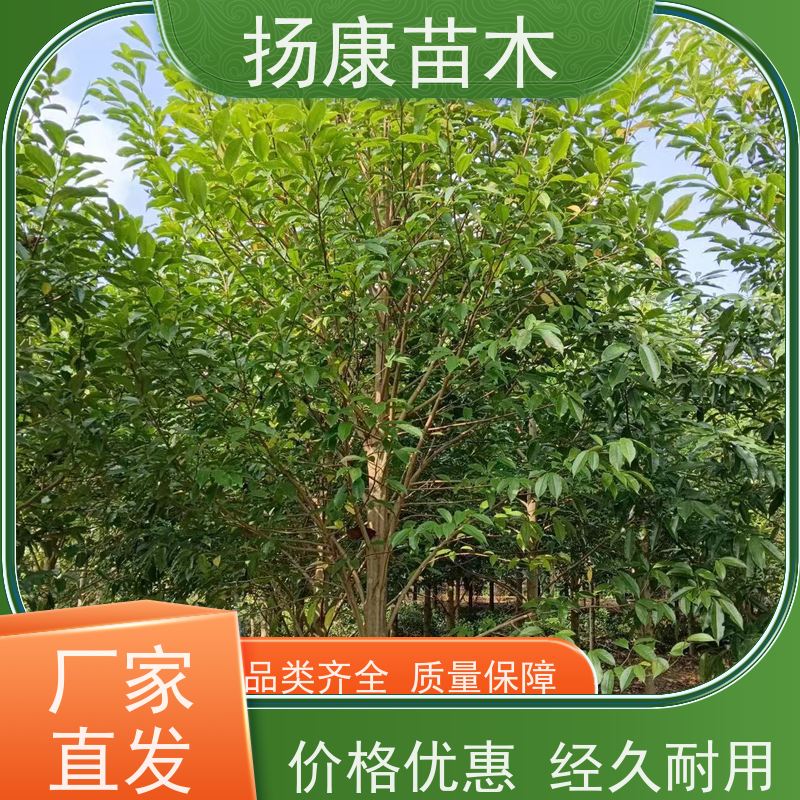 16公分乐昌含笑 公园绿化 露地种植 适应性强 基地直供 