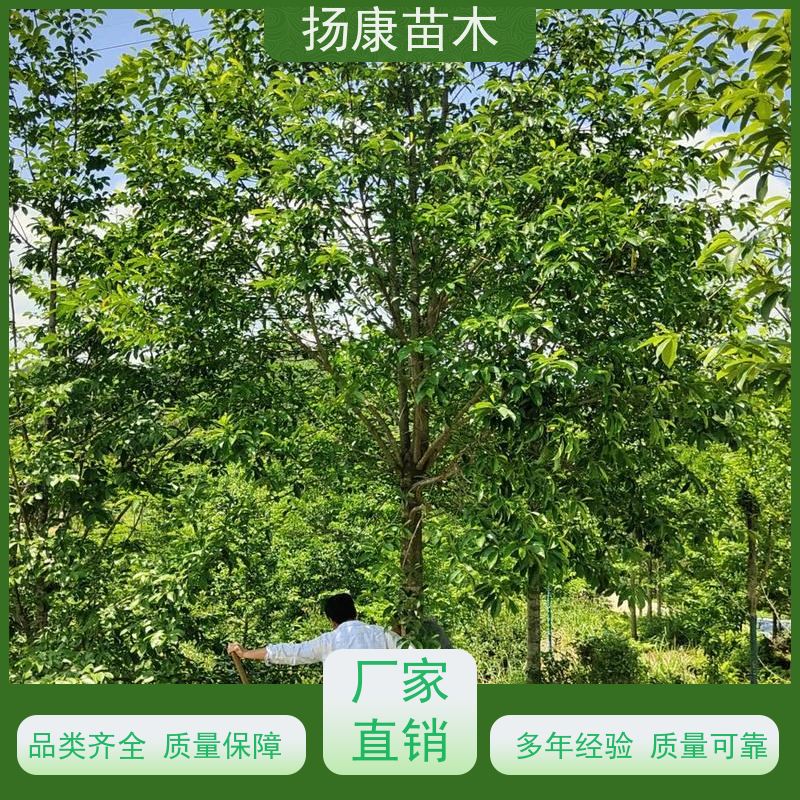 16公分乐昌含笑 行道树系列树种养护 规格齐全
