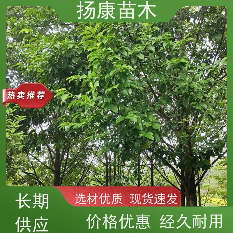 17公分乐昌含笑 树形优美 工厂绿化可用 源头厂家