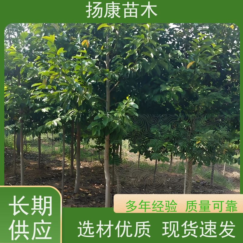 18公分乐昌含笑 枝叶繁茂 四季常青行道树 种类齐全