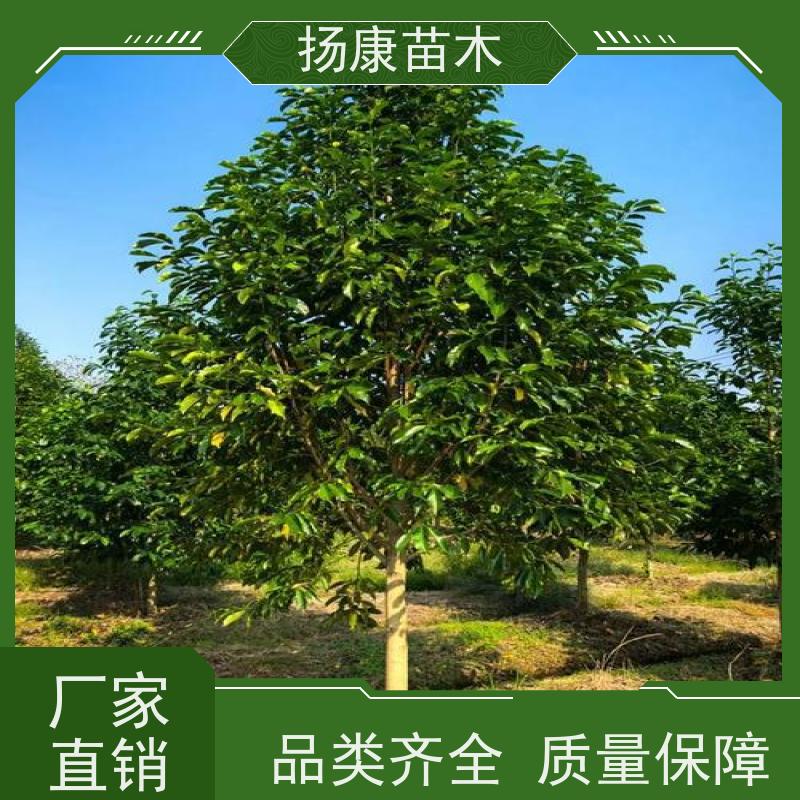 14公分乐昌含笑 竖形常绿灌木绿植适用于园林绿化 现挖现发
