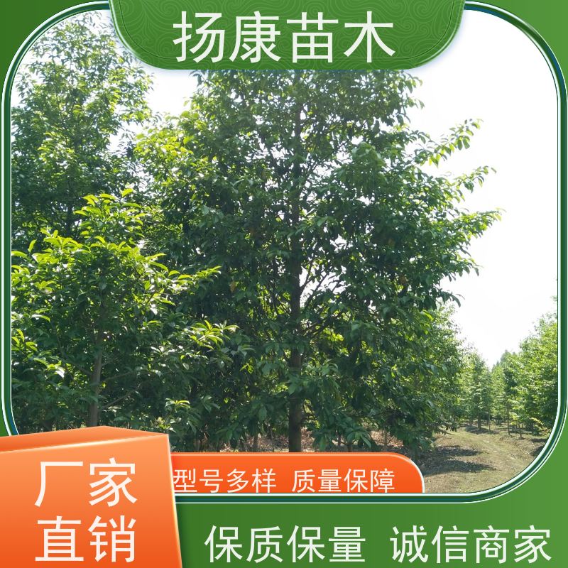 13公分乐昌含笑 枝叶繁茂 四季常青行道树 高成活率