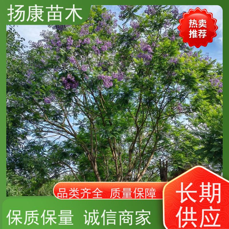18公分乐昌含笑 花木基地 公园绿化行道树 规格齐全