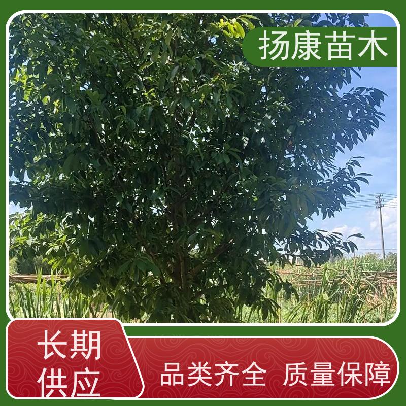 12公分乐昌含笑 行道树系列树种养护 批发销售