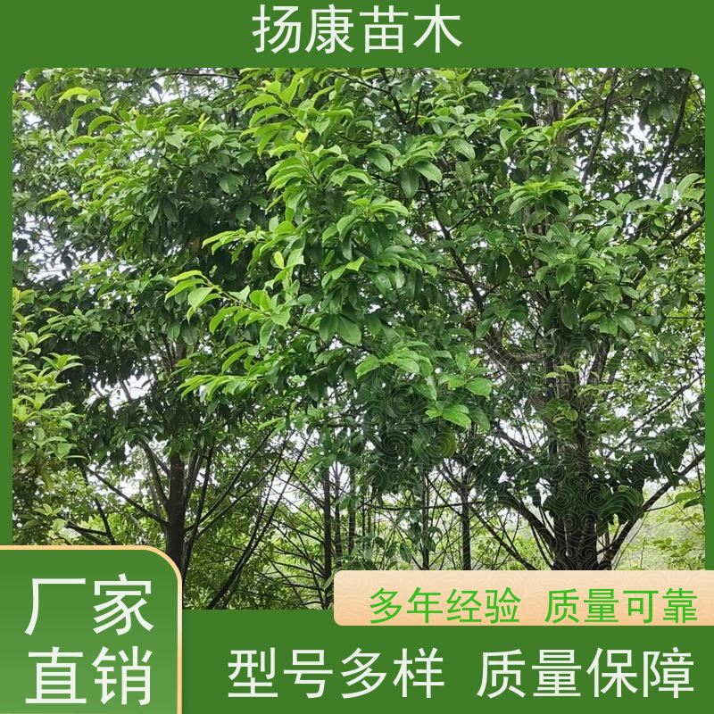 25公分乐昌含笑 行道树系列树种养护 现挖现发