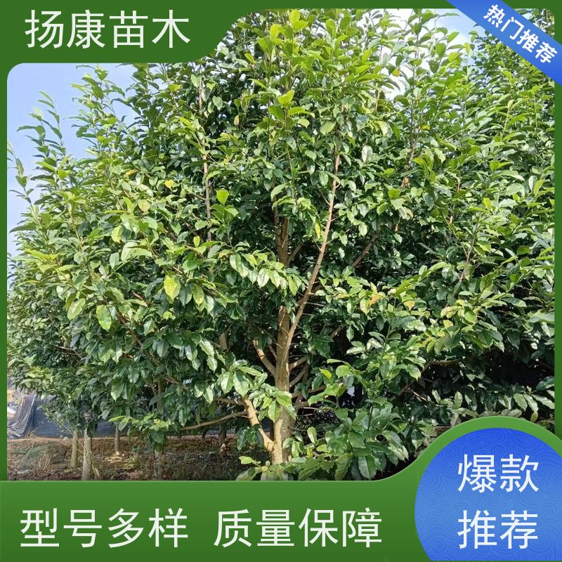 8公分乐昌含笑 园林庭院造景植物 适用性强 种植基地