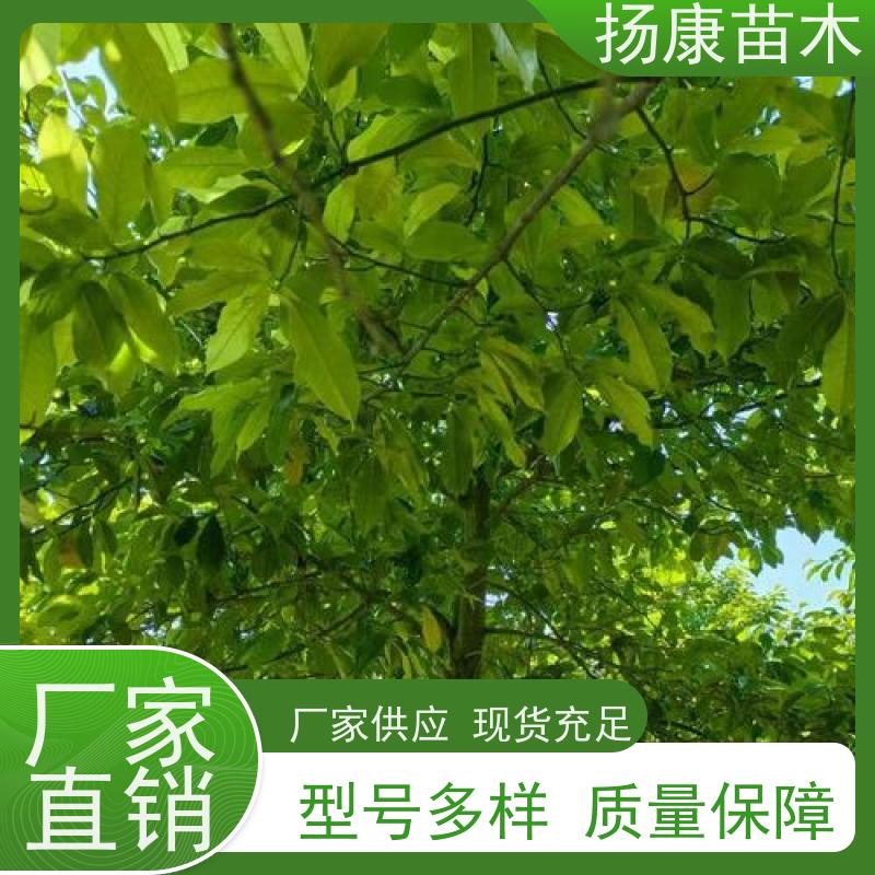 35公分乐昌含笑 行道树系列树种养护 高成活率