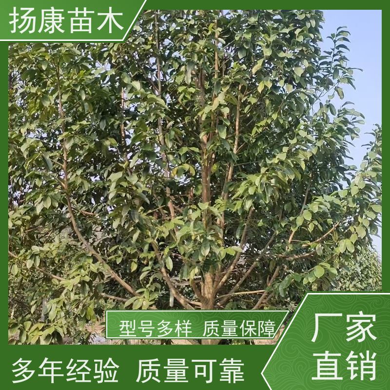 8公分乐昌含笑 竖形常绿灌木绿植适用于园林绿化 高成活率