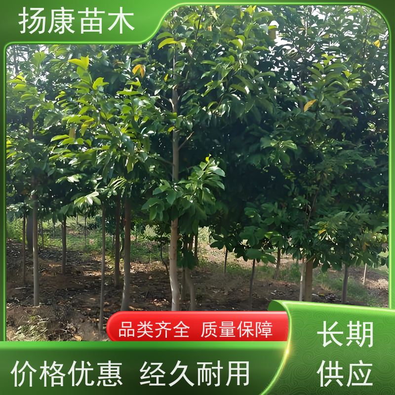40公分乐昌含笑 园林景区栽植 精致美丽 实地看苗 