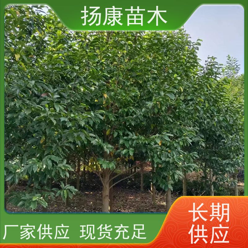 11公分乐昌含笑 竖形常绿灌木绿植适用于园林绿化 实地看苗 