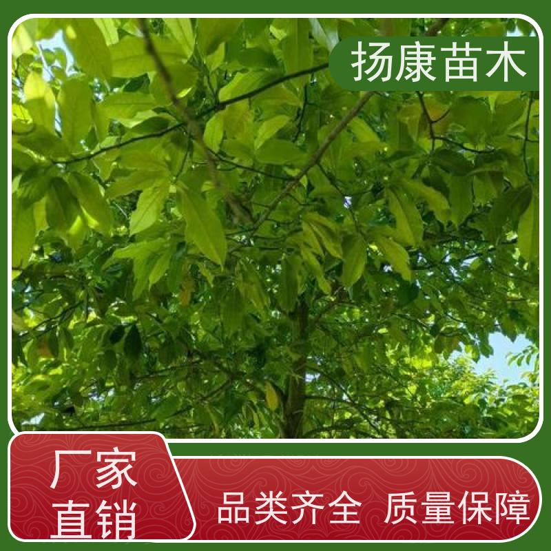 10公分乐昌含笑 行道树系列树种养护 种植基地