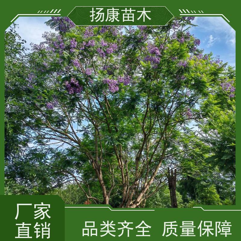 13公分乐昌含笑 树形优美 工厂绿化可用 实地看苗 