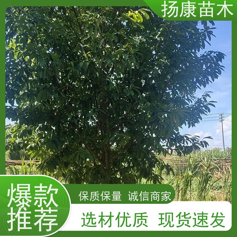 12公分乐昌含笑 园林庭院造景植物 适用性强 易成活