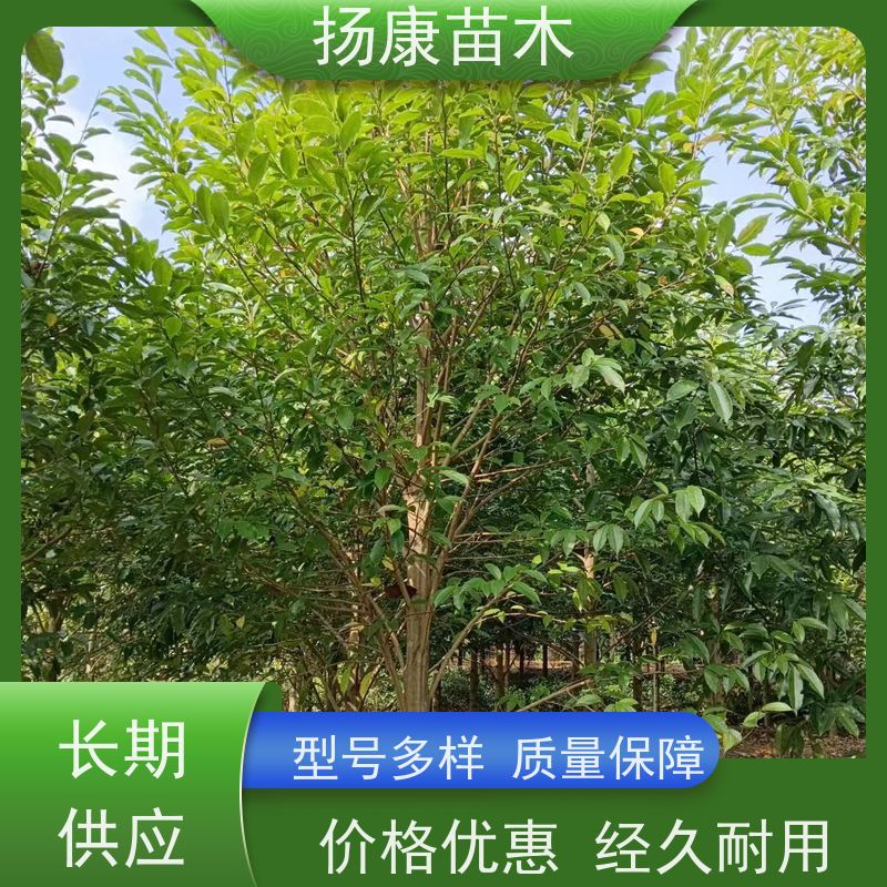 15公分乐昌含笑 竖形常绿灌木绿植适用于园林绿化 苗木批发