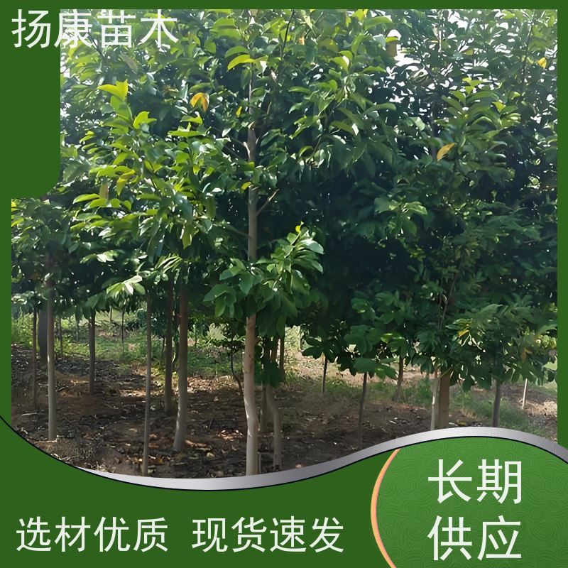 40公分乐昌含笑 花木基地 公园绿化行道树 苗木批发