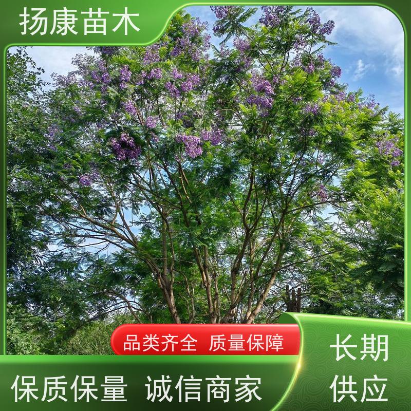 9公分乐昌含笑 花木基地 公园绿化行道树 高成活率