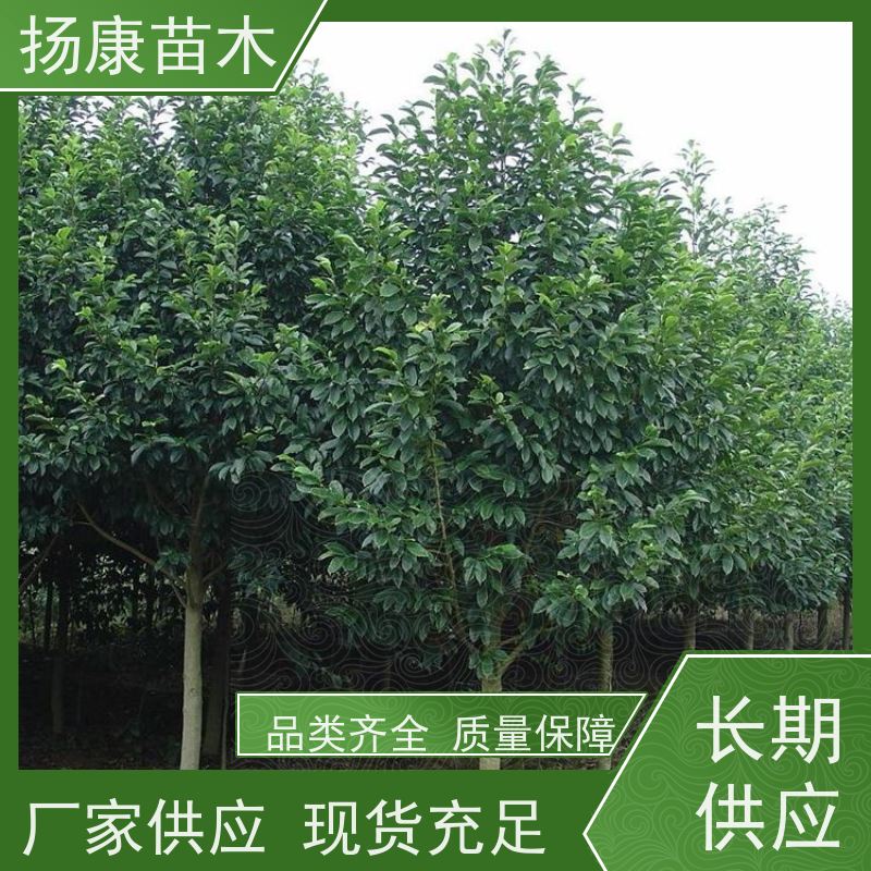 9公分乐昌含笑 公园绿化 露地种植 适应性强 易成活