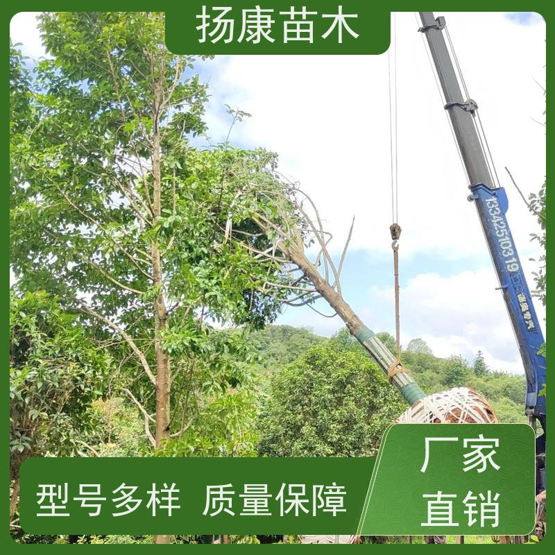 40公分乐昌含笑 树形优美 工厂绿化可用 基地直供 
