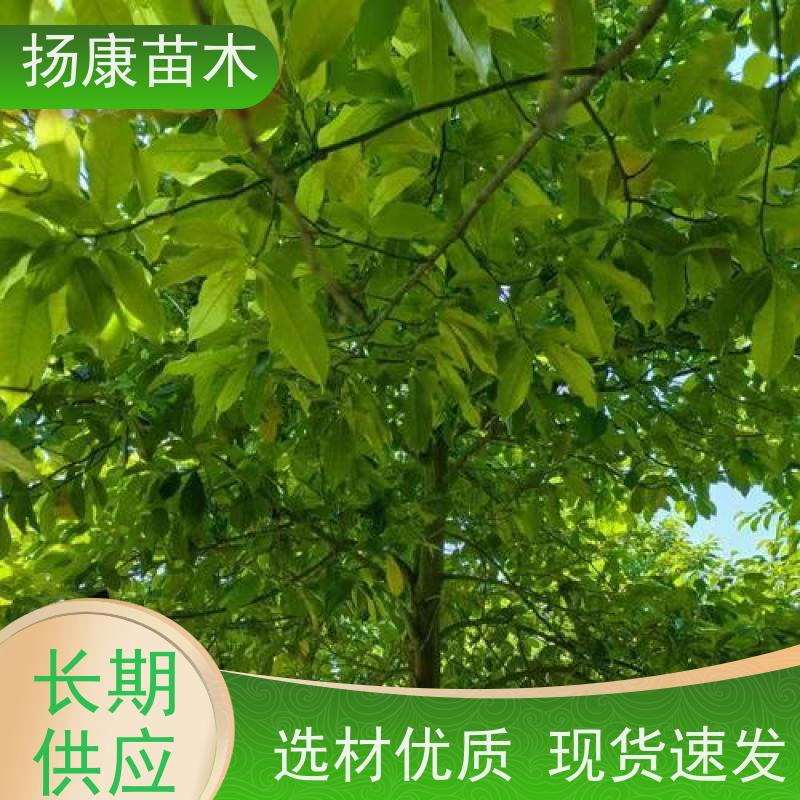 25公分乐昌含笑 竖形常绿灌木绿植适用于园林绿化 源头厂家