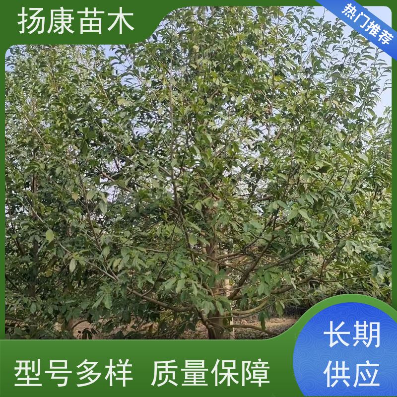 白兰树 竖形常绿灌木绿植适用于园林绿化 高成活率
