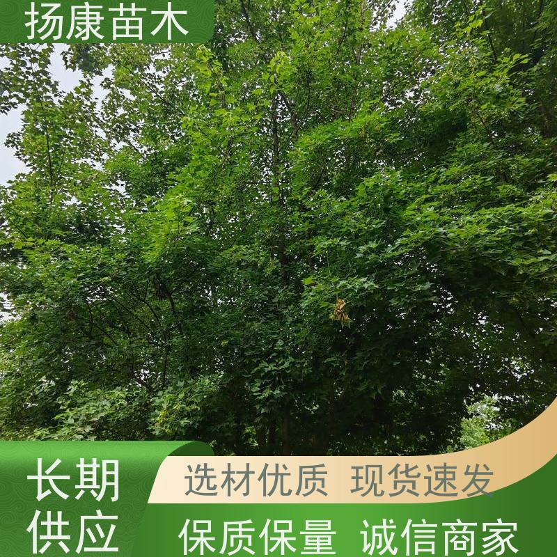 30公分乐昌含笑 园林景区栽植 精致美丽 现挖现卖