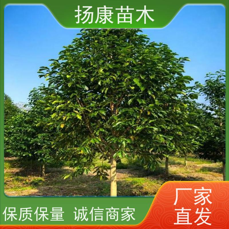 12公分乐昌含笑 行道树系列树种养护 树形优美 种植基地