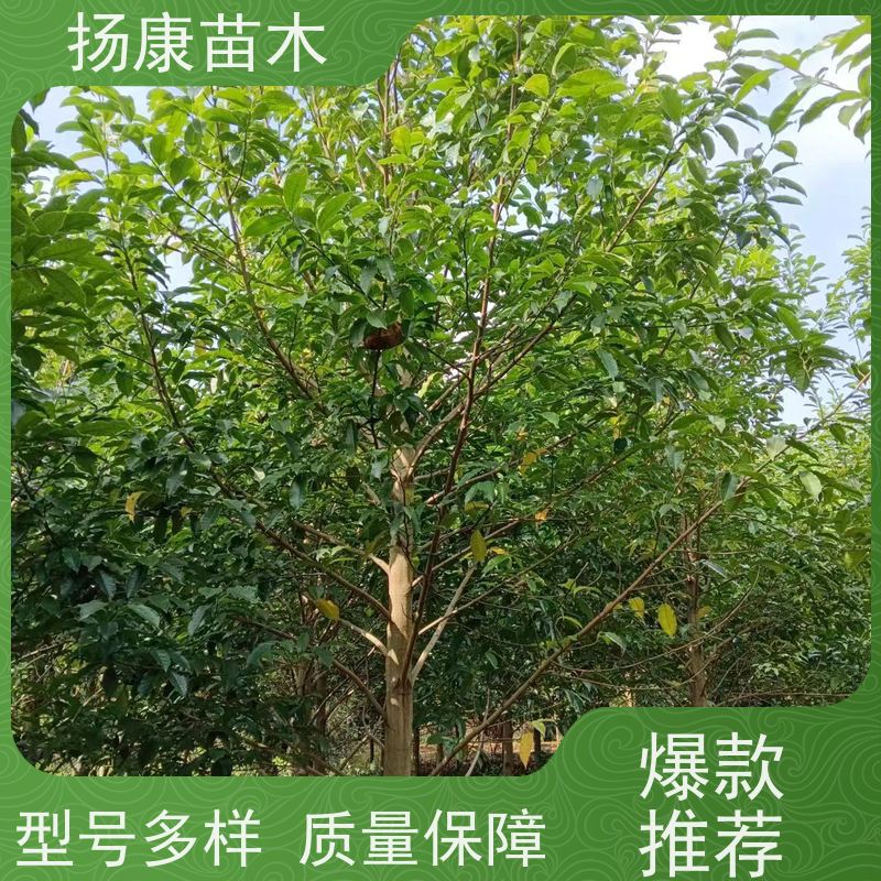 16公分乐昌含笑 园林庭院造景植物 适用性强 种植基地