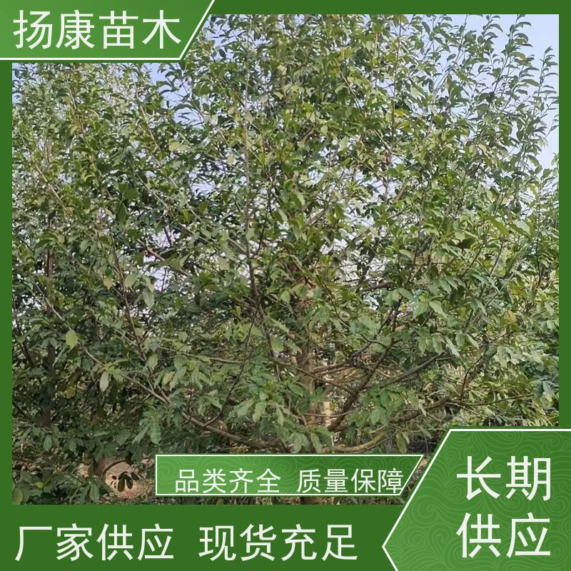 醉香含笑 园林庭院造景植物 适用性强 培育基地