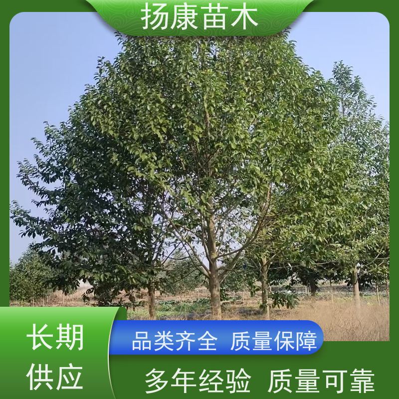20公分乐昌含笑 园林庭院造景植物 适用性强 培育基地