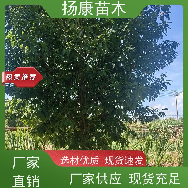 13公分乐昌含笑 行道树系列树种养护 树形优美 种类齐全
