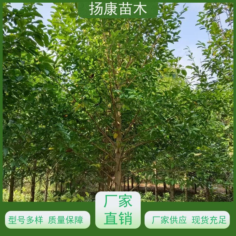 14公分乐昌含笑 公园绿化 露地种植 适应性强 现挖现发