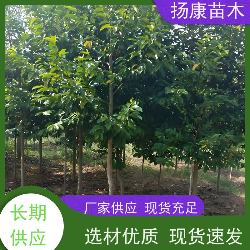18公分乐昌含笑 竖形常绿灌木绿植适用于园林绿化 种类齐全