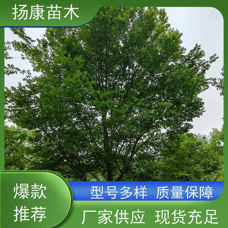 17公分乐昌含笑 行道树系列树种养护 树形优美 现挖现发