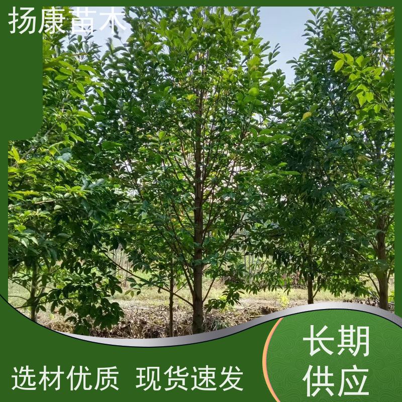 乐 昌含笑 行道树系列树种养护 树形优美 现挖现发