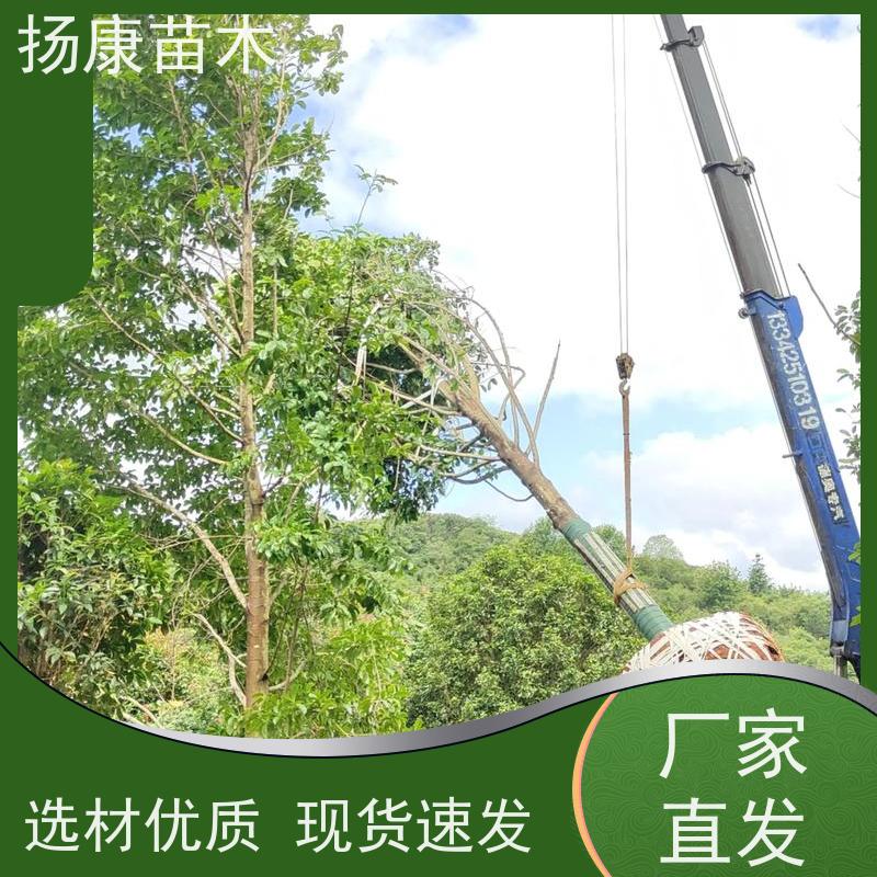 15公分乐昌含笑 园林庭院造景植物 适用性强 易成活