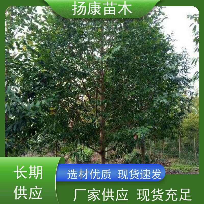 30公分乐昌含笑 行道树系列树种养护 高成活率