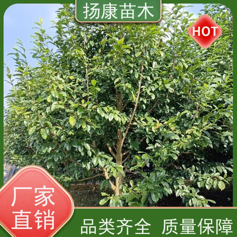 10公分乐昌含笑 花木基地 公园绿化行道树 现挖现卖